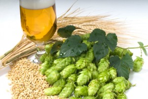 hops grain and beer