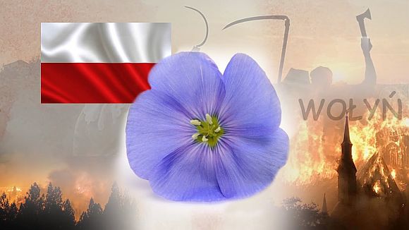 Wolyn_Kwiat_Len