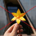 Arkadiusz Miksa: Zwiędłe żonkile